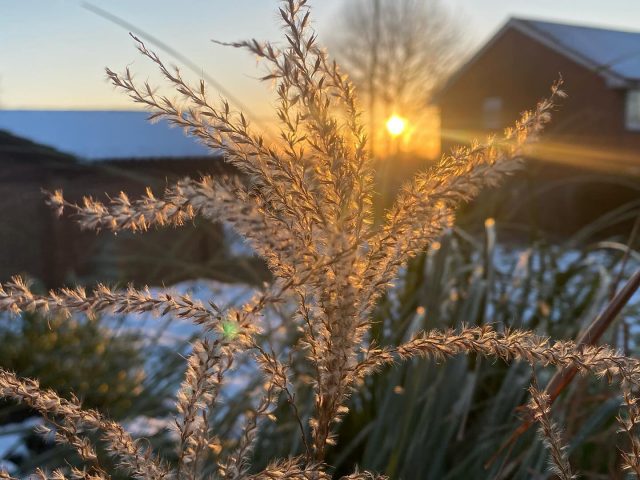 #winterlight