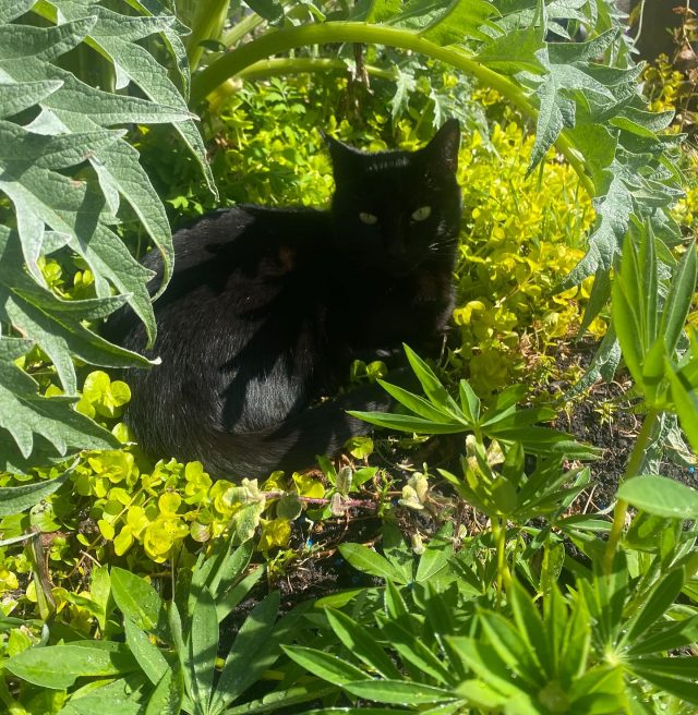 Making most of all the fresh spring growth. 
.
#blackcat #cats #garden #spring #gardening