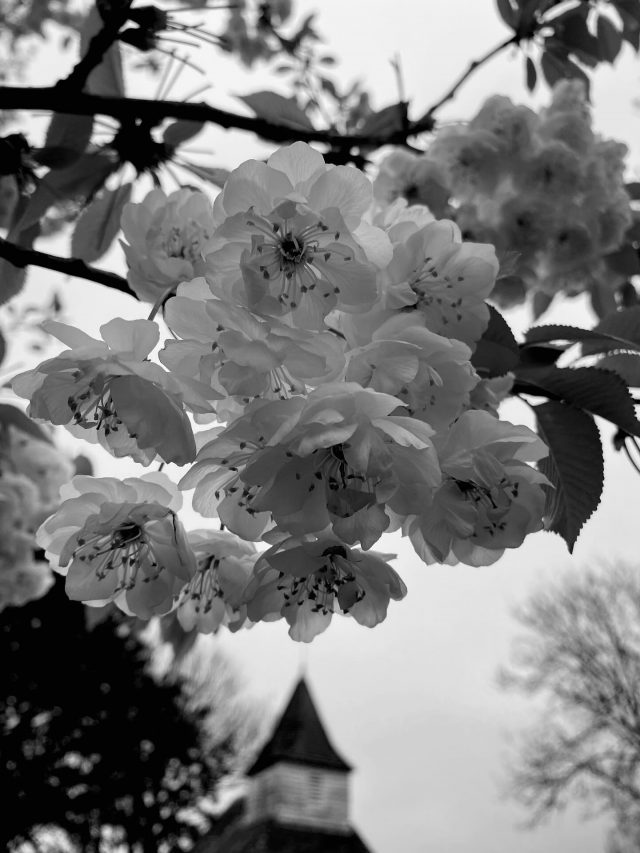 Blossom.
.
.
#blossom #spring #april #blackandwhite #nature #flowers