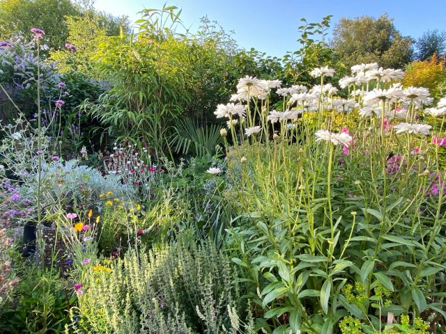 Bits of the summer show so far.
.
.
.
#gardening #flowers #poppies #eveningprimrose #garden