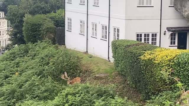 Young stag feeding in central Tunbridge Wells this evening! 
.
.
.
#stag #deer #tunbridgewellscommon #wildlife