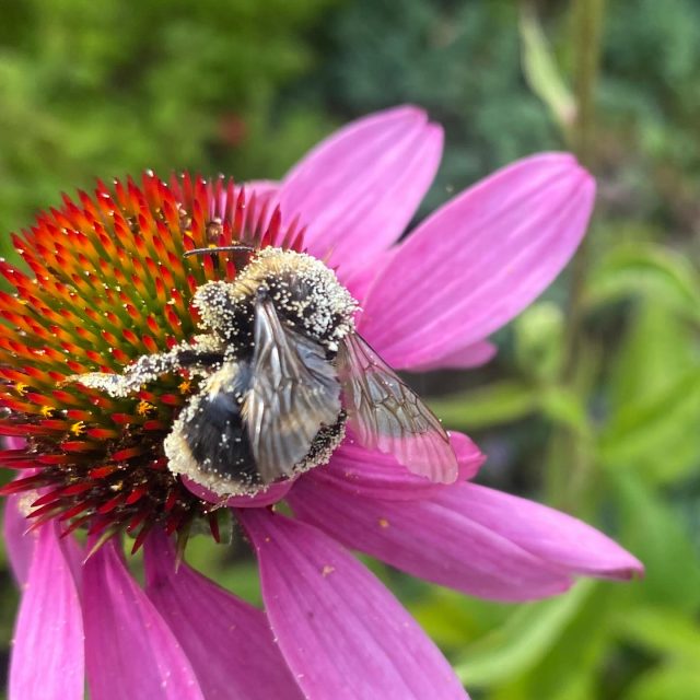 Pollen covered bumblebee.
.
.
.
#bumblebee #flowers #garden #pollen #insects