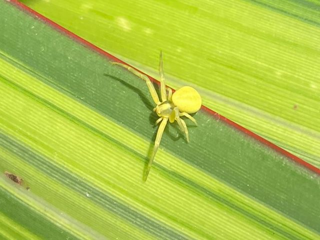 #crabspider
